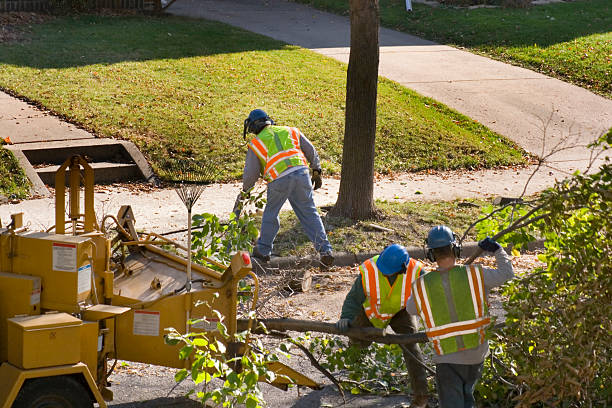 Professional  Tree Services in Armona, CA